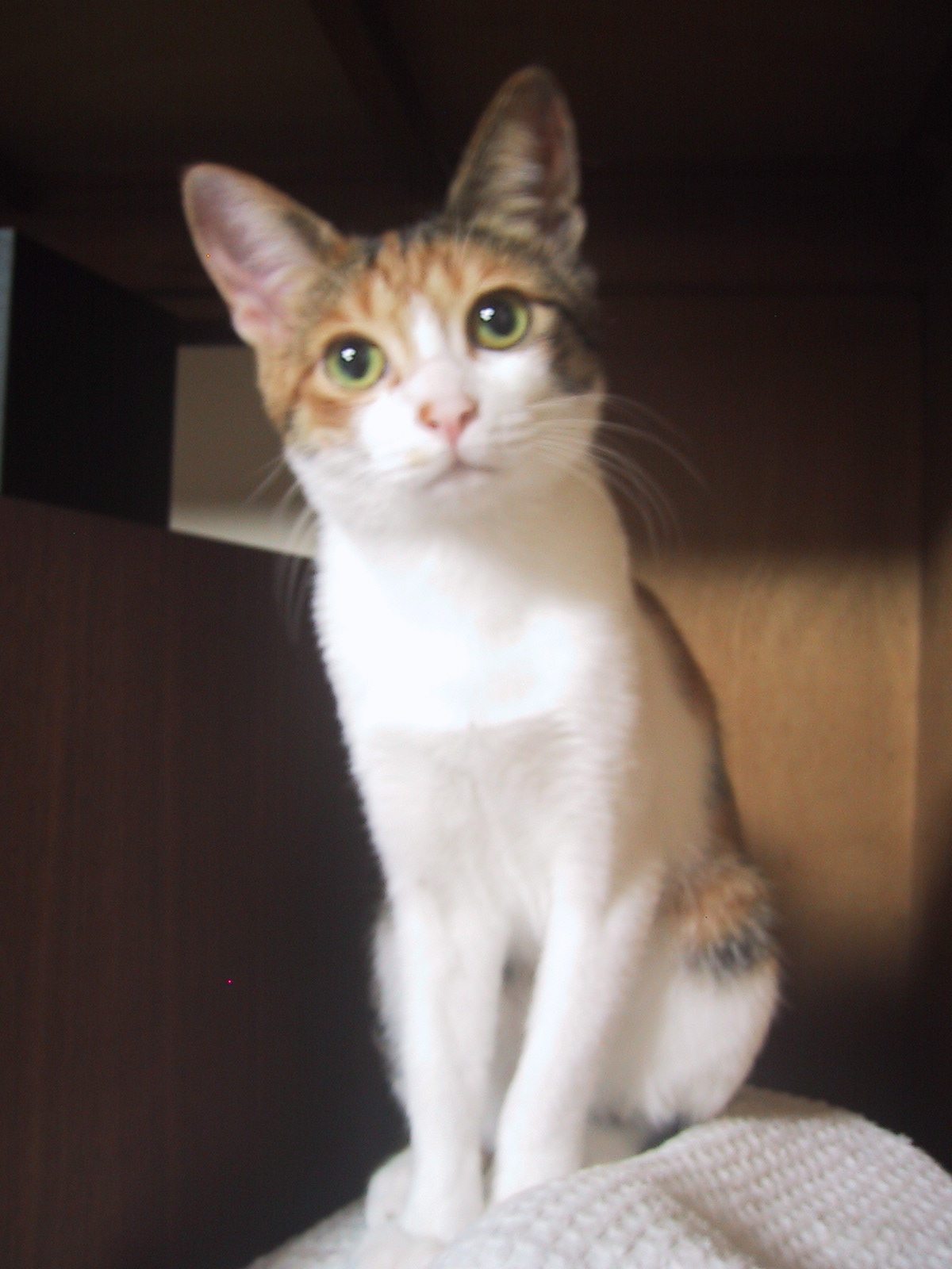 �ͥ�����ʬ