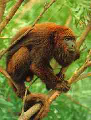 bugio (インスト)