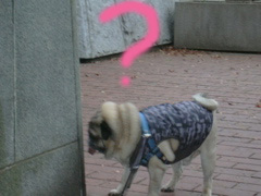 Let's Take A Walk  ara&okeh