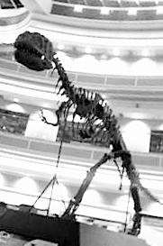 REX�ʥȥꥱ��ȥåץ쥹��