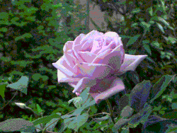 LESSON TO MY BROTHER