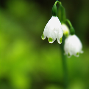 雨の日に憶うこと