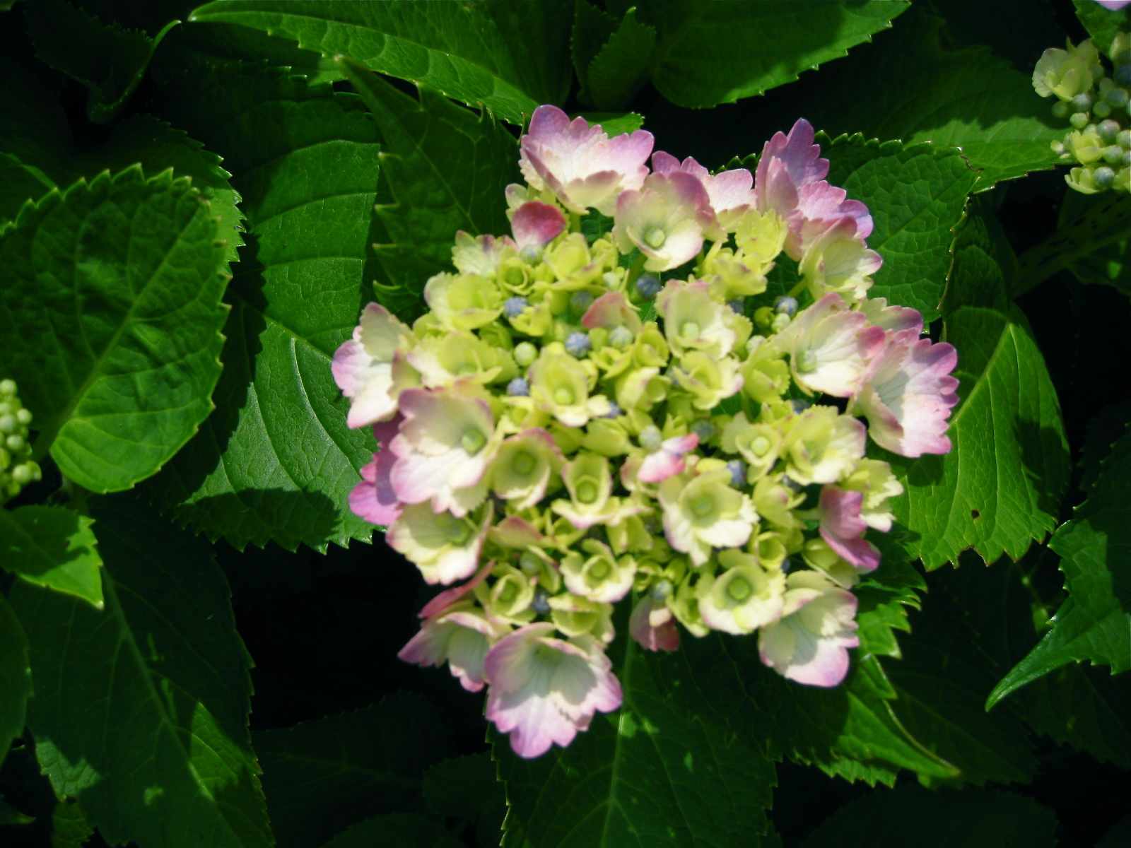 6��Υܥ��Υ�